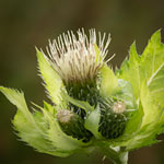 moesdistel